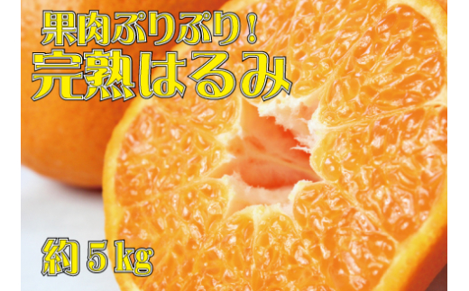 果肉ぷりぷり!完熟はるみ5kg　※2026年2月中旬頃～2026年2月下旬頃に順次発送予定(お届け日指定不可) 【uot732】