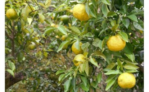 柚香　300ml　2本 ゆず 柚子 柚 ユズ【yuz114】