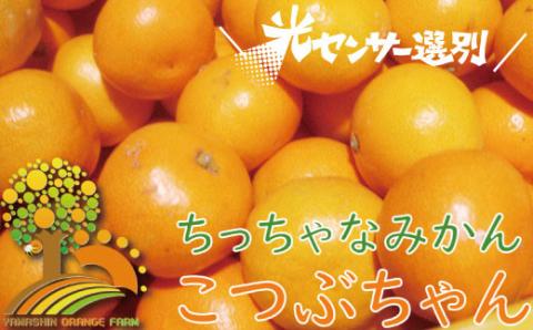 ＼光センサー選別/ちっちゃな有田みかんこつぶみかん約5kg (3S〜Sサイズ混合)有機質肥料100% ※2024年11月中旬頃〜2025年1月上旬頃に順次発送予定(お届け日指定不可) 先行予約 みかん[nuk145B]