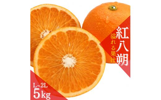 [先行予約][数量わずか]あふれる果汁! 希少な紅はっさく 秀品 5kg L〜2L 2025年1月初旬〜2025年3月末頃に順次発送予定(お届け日指定不可)/ ハッサク 八朔 紅八朔 紅はっさく フルーツ 柑橘 蜜柑 果物 くだもの[kgr006]