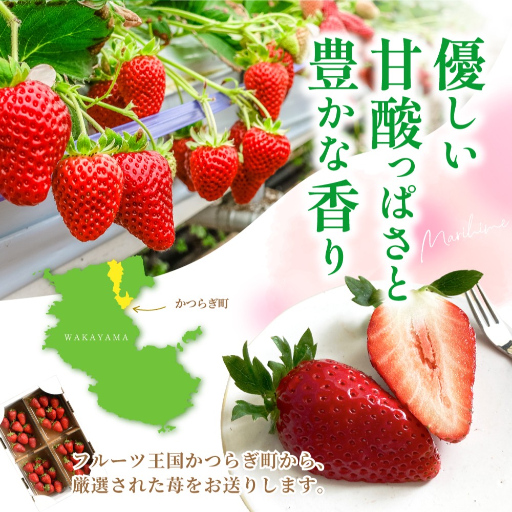 【先行予約】まりひめイチゴ4パック 食べやすいひと口サイズ M～L（15粒～20粒入×4パック）【2026年1月初旬～3月下旬頃に順次発送】（お届け日指定不可） | いちご 苺 まりひめ 和歌山 フルーツ 果物 くだもの【kgr034】