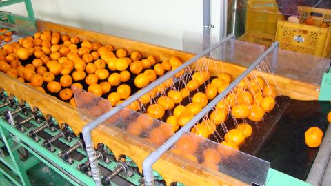 有田みかんの味皇（あじおう）180ml×12本【kjk101】