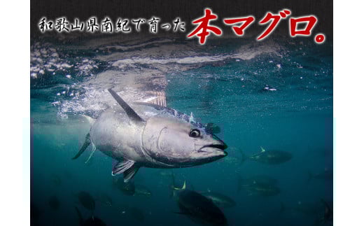 本マグロ（養殖）トロ＆赤身セット1kg 【8月発送】/ まぐろ 鮪 とろ 赤身 魚介 海鮮 魚 本マグロ【nks105B-8】