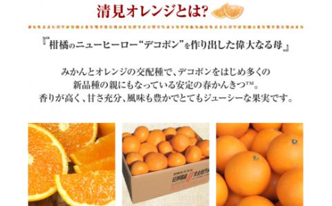 田村産清見オレンジ[約4.5kg]湯浅町田村産春みかん(果実サイズおまかせ)/紀伊国屋文左衛門本舗　※2026年3月中旬～4月下旬頃発送予定【ntb492A】