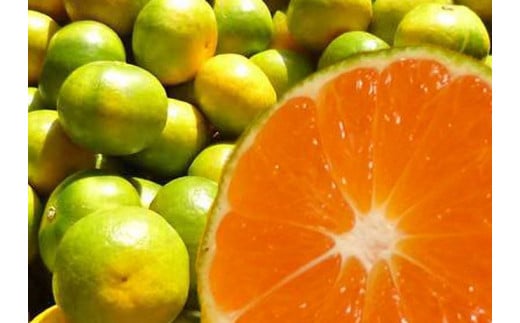 ＼光センサー選別／ 【先行予約】＼数量限定／ 希少品種 ご家庭用 ゆら早生みかん 約4kg サイズ混合【2026年10月上旬～11月頃より順次発送】【nuk162B】