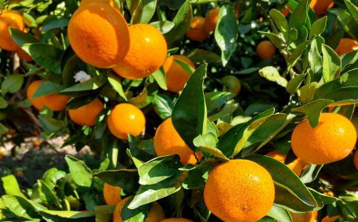 [秀品]和歌山有田みかん　6kg(3Lサイズ) ※2025年11月中旬～2026年1月中旬頃順次発送予定（お届け日指定不可）【tec836】