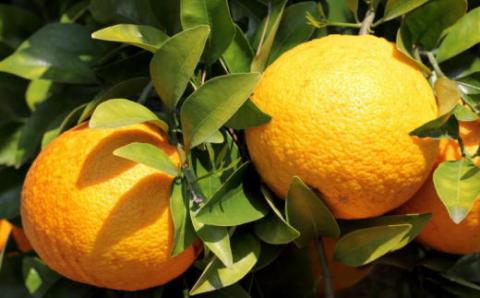 こだわりの和歌山有田産木成り熟成さつき八朔7.5Kg（M～２Lサイズおまかせ）※2024年4月上旬～4月下旬頃に順次発送【tec844】