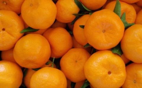 [濃厚・春みかん]有田産ポンカン約5kg(サイズおまかせ) ※2024年2月上旬～下旬頃発送予定（お届け日指定不可）【tec932】