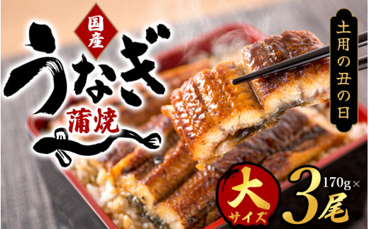 【春土用の丑の日】【大型サイズ】国産 大型サイズ ふっくら柔らか 国産うなぎ蒲焼き 3尾 化粧箱入 先行予約 国産 うなぎ ウナギ 鰻 蒲焼 土用の丑の日 丑の日 【uot303A-dy】