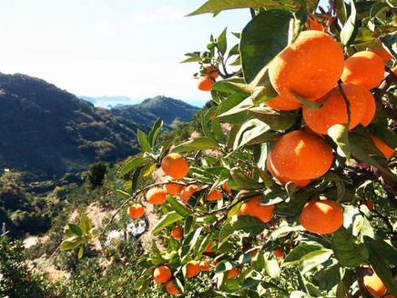【先行予約受付　訳あり】田村みかん　10kg【2024年11月下旬頃～2025年1月下旬頃に順次発送予定】【uot717】