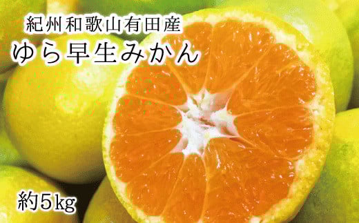 【先行予約】紀州和歌山有田産ゆら早生みかん 5kg　※2026年10月下旬頃〜11月上旬頃に順次発送（お届け日指定不可）【uot721】