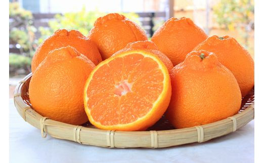 【ご家庭用訳あり】紀州有田産不知火(しらぬひ) 約3kg 【予約】※2026年2月中旬頃～2026年3月中旬頃に順次発送予定(お届け日指定不可)【uot830A】