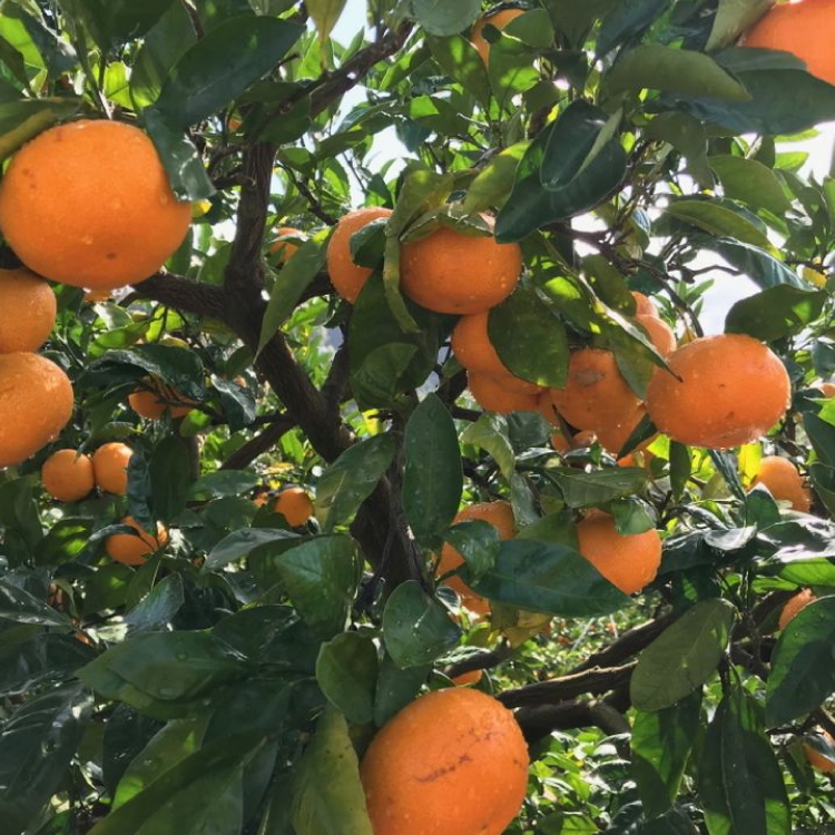 【11月発送】農園直送！完熟有田みかん 約1kg+200g【サイズ混合】 | 予約 和歌山 有田みかん みかん【ard002-2B-11】