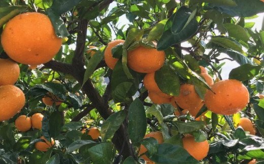 【12月発送】農園直送！完熟有田みかん 約1kg+200g【サイズ混合】 | 予約 和歌山 有田みかん みかん【ard002-2B-12】