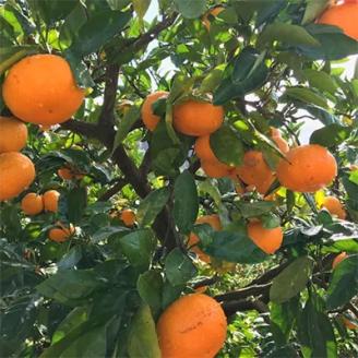 【先行予約】【果汁たっぷり】迫力満点！ 大粒 完熟有田みかん 家庭用 サイズ混合(2L～4L)　約2.7kg(2.5kg+200g)【2026年11月中旬～1月中旬頃に順次発送予定】【ard054D】