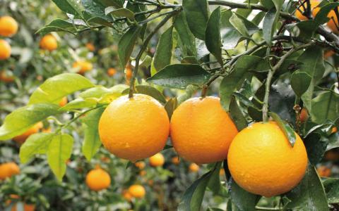 ＼ みかんの名産地 和歌山県産／ 農家直送 完熟清見オレンジ 5kg (M～２Lサイズおまかせ) ひとつひとつ手選別で厳選【2026年3月中旬～4月下旬ごろに順次発送予定】【hdm003A】