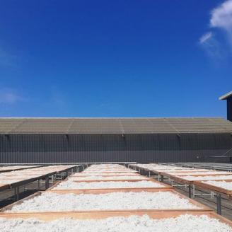 特上茹でたて釜揚げしらす　木箱入り1kg【冷蔵】無添加・無着色 / しらす シラス 釜揚げ 冷蔵【mar109】