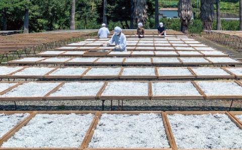 特選　釜揚げしらす800ｇ【mef001-1A】