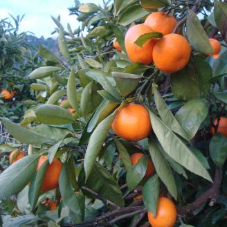 【果汁100%】無添加！贅沢絞りの有田みかんストレートジュース1000ml ×4本セット【nuk122】