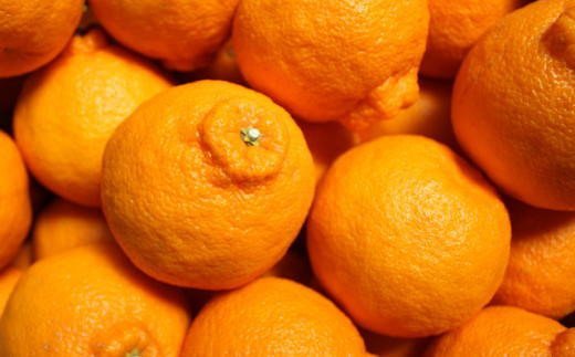 【お味濃厚】紀州有田産の大玉デコポン約5kg(12玉～18玉入り・青秀以上) ※2026年1月中旬～2026年3月中旬頃順次発送【tec811B】