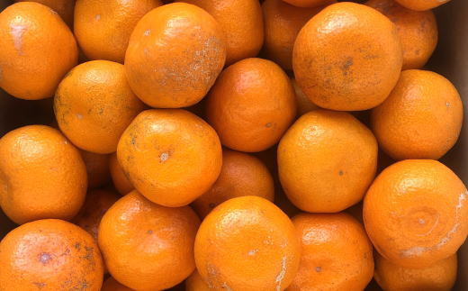 [訳あり規格]和歌山有田みかん10kg（S～Lサイズおまかせ）※2025年11月中旬～2026年1月中旬頃に順次発送予定(お届け日指定不可)【tec830A】