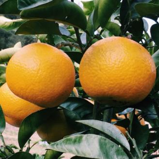 【手選果】有田産の八朔10kg（SまたはMサイズいずれかお届け）＜2024年1月下旬～2月下旬頃順次発送予定＞【tec845】