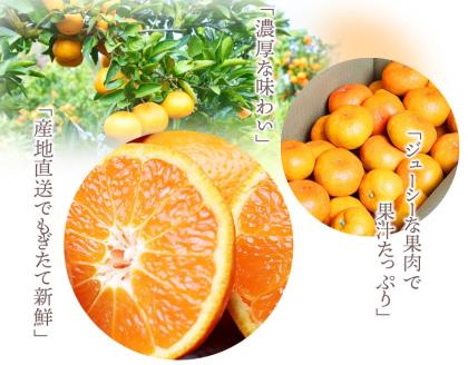 高級ブランド田村みかん　10kg【予約】※2024年11月下旬頃～2025年1月下旬頃に順次発送予定(お届け日指定不可)【uot505A】