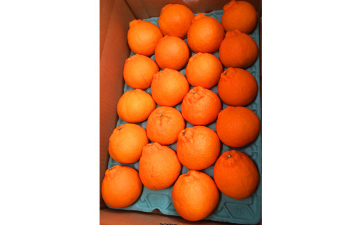 果肉プリプリ♪　完熟紀州デコ(不知火) 約5kg ＜2026年2月下旬頃～2026年3月中旬頃発送＞【uot707A】