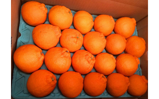 先行予約 紀州有田産不知火(しらぬひ) 約5kg ＜2026年2月中旬頃～2026年3月中旬頃発送＞ みかん 柑橘類【uot709A】