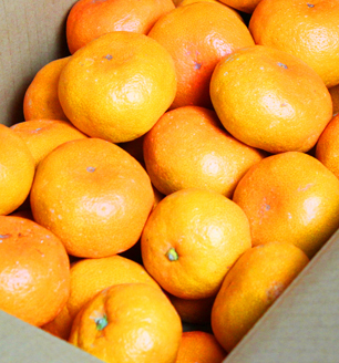 【先行予約受付　有田ミカン】紀州有田産　濃厚完熟温州みかん　3kg（ＭサイズまたはＳサイズ）※2024年11月下旬頃～2025年1月下旬頃に順次発送予定(お届け日指定不可)【uot713】