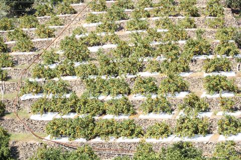 【先行予約受付　訳あり】田村みかん　10kg【2024年11月下旬頃～2025年1月下旬頃に順次発送予定】【uot717】