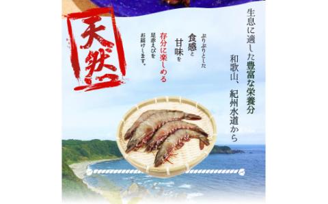 紀州和歌山産天然足赤えび540g（270g×2パック）化粧箱入 ※2025年11月末頃?2026年1月下旬頃順次発送予定（お届け日指定不可）／海老 エビ えび クマエビ 足赤 天然【uot772A】