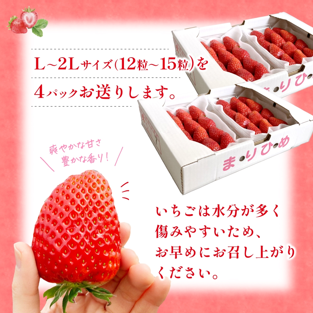 【先行予約】まりひめ いちご 12粒～15粒入り×4パック（1kg）2026年1月中旬頃～2026年3月中旬頃に順次発送予定（お届け日指定不可） | いちご 苺 まりひめ 和歌山 フルーツ 果物 くだもの【kgr008A】