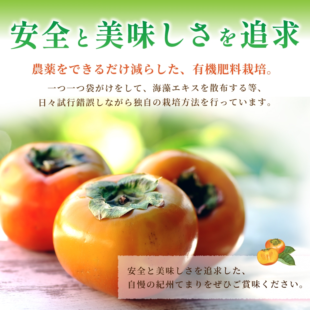 紀州てまり（和歌山県ブランド柿）6～7個入 こだわり農家厳選 先行予約 【2026年10月初旬頃から11月中旬頃順次発送】| 柿 フルーツ 果物 かき 和歌山 かつらぎ 農家直送 贈答【kgr029】