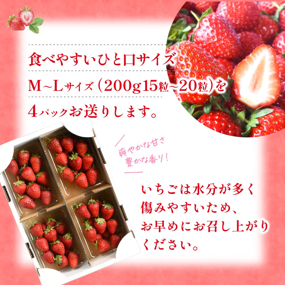 【先行予約】まりひめイチゴ4パック 食べやすいひと口サイズ M～L（15粒～20粒入×4パック）【2026年1月初旬～3月下旬頃に順次発送】（お届け日指定不可） | いちご 苺 まりひめ 和歌山 フルーツ 果物 くだもの【kgr034】