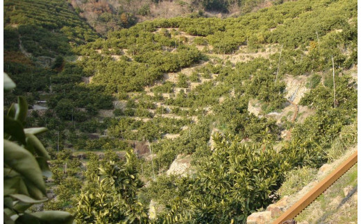 ＼光センサー選別／ 【先行予約】＼有機質肥料100%／ こだわりの青切りみかん 約4kg サイズ混合 【2026年9月下旬～10月頃より順次発送】【nuk142C】