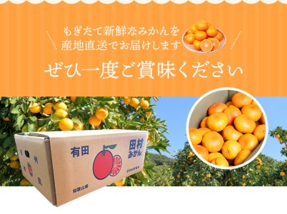 みかん 高級ブランド 田村みかん 5kg【予約】 ※2025年11月下旬頃～2026年1月下旬頃に順次発送予定 / みかん ミカン 有田みかん 温州みかん 田村みかん ブランドみかん フルーツ 果物 くだもの 柑橘【uot504A】