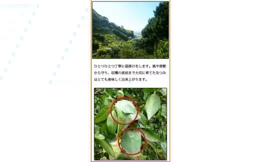 初夏のみかん　なつみ3kg　※2026年4月中旬頃～2026年4月下旬頃に順次発送予定（お届け日指定不可）【uot753A】