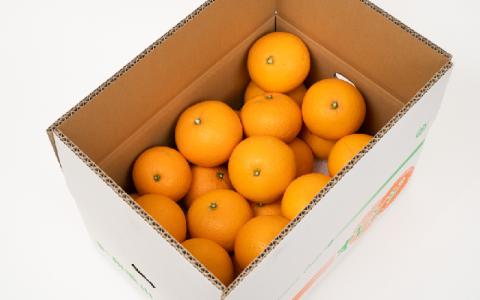 ＼ みかんの名産地 和歌山県産／ 農家直送 完熟清見オレンジ 5kg (M～２Lサイズおまかせ) ひとつひとつ手選別で厳選【2026年3月中旬～4月下旬ごろに順次発送予定】【hdm003A】