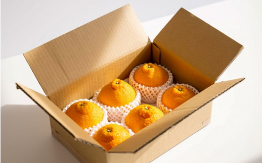 【先行予約】希少な樹上完熟　しらぬい（不知火） 秀品大玉 約2kg(6個) 2026年2月末～2026年4月中旬頃に順次発送予定（お届け日指定不可）/ 和歌山 みかん しらぬい 不知火 フルーツ 柑橘 蜜柑 果物 くだもの【kiy001】