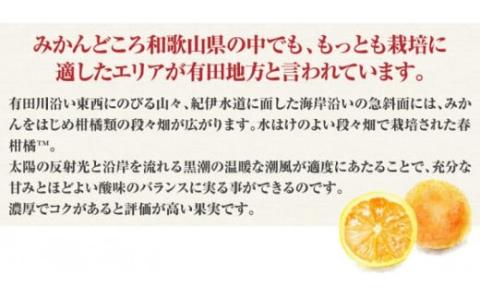 田村産「デコ」不知火[約3kg]湯浅町田村産春みかん(果実サイズおまかせ)/紀伊国屋文左衛門本舗　※2026年2月中旬～2026年3月下旬頃に順次発送予定(お届け日指定不可)【ntb493B】