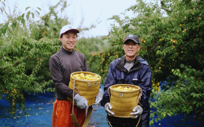 最高級 紀州南高梅 大粒 しそ風味梅干し 1kg 【ご家庭用】 | 梅干 梅干し 梅 うめ しそ しそ梅 しそ梅干し 南高梅 家庭用【inm210B】