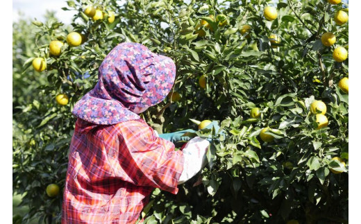 おすすめ！じゃばら胡椒 2個セット お鍋やお肉の薬味として、パスタや炒め物のアクセントにも使えます【njb630-m】