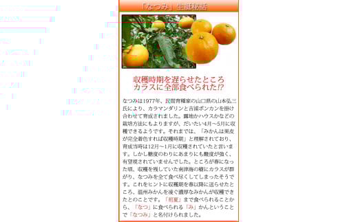 初夏のみかん　なつみ3kg　※2026年4月中旬頃～2026年4月下旬頃に順次発送予定（お届け日指定不可）【uot753A】