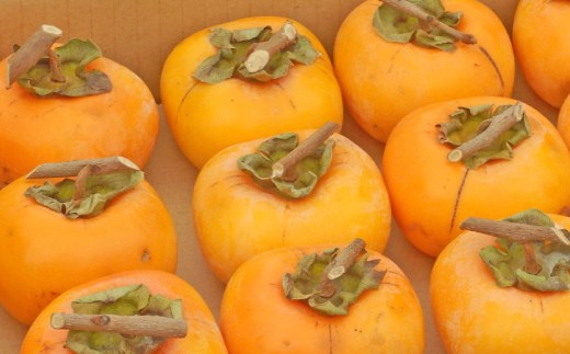 吊るし柿用たねなし渋柿（T字枝または吊るしクリップ付）14.5～15kg（約60～90玉）-【2026年10月中旬～11月上旬ごろ順次発送】Ted【art015B】