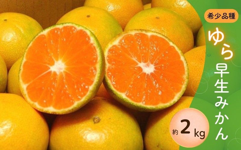 ＼光センサー選別／ 【先行予約】＼数量限定／ 希少品種 ご家庭用 ゆら早生みかん 約2kgサイズ混合【2026年10月上旬頃～11月より順次発送】【nuk143E】