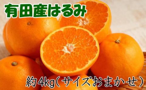 【厳選・濃厚】紀州有田産のはるみ約4kg(サイズおまかせ) ※2026年1月下旬～2026年2月中旬頃より順次発送【tec820B】