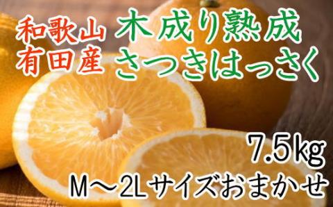 こだわりの和歌山有田産木成り熟成さつき八朔7.5Kg（M～２Lサイズおまかせ）※2024年4月上旬～4月下旬頃に順次発送【tec844】