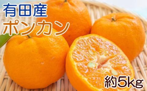 [濃厚・春みかん]有田産ポンカン約5kg(サイズおまかせ) ※2024年2月上旬～下旬頃発送予定（お届け日指定不可）【tec932】
