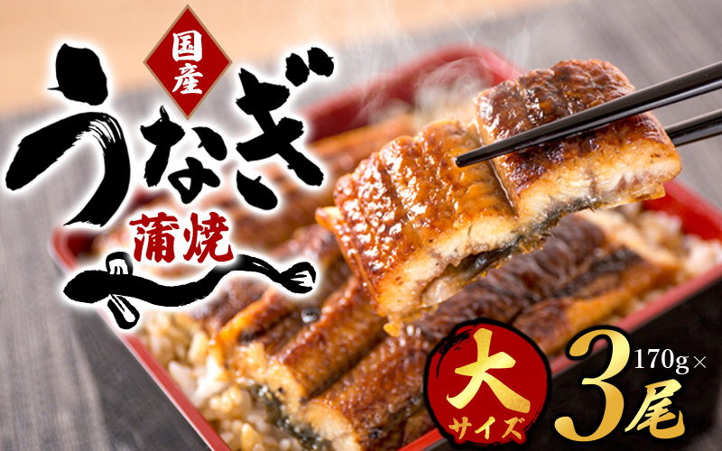 うなぎ ウナギ 鰻 大型サイズ ふっくら柔らか 国産 うなぎ蒲焼き 約170g×3尾 タレ付き / うなぎ ウナギ 鰻 うなぎの蒲焼 ウナギの蒲焼 鰻の蒲焼き 国産うなぎ 魚介 魚介類 うなぎ丼 うな重 ひつまぶし 人気 【uot303A-3】